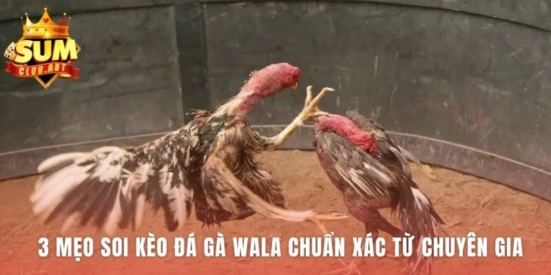 Soi kèo Đá Gà Wala chuẩn xác qua phân tích chuyên sâu
