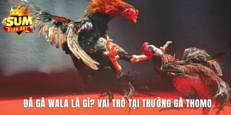 Đá Gà Wala là cửa cược kèo dưới có tỷ lệ thưởng vượt trội